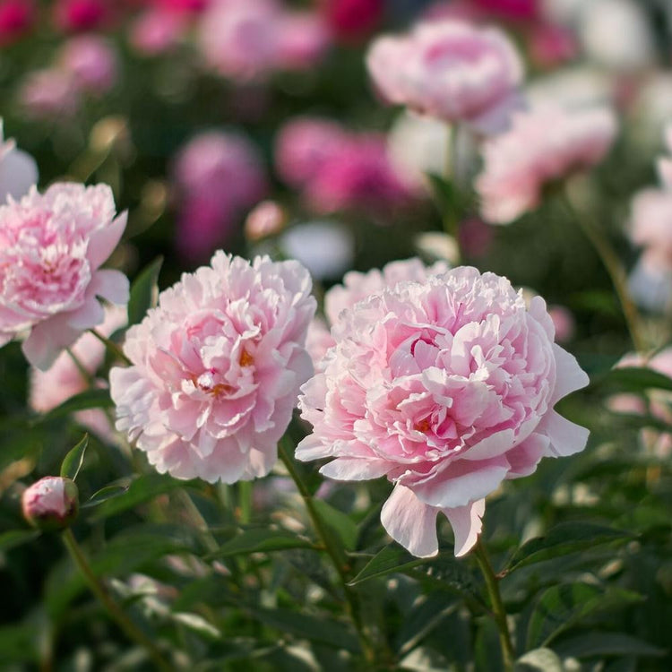 Peony Lactiflora Sarah Bernhardt (Spring)