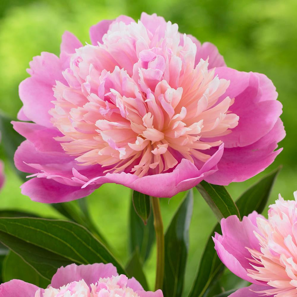 Peony Lactiflora Sorbet (Fall) - 1 bare root - Longfield Gardens