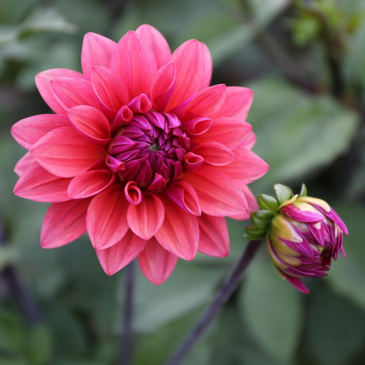 One blossom and one bud of decorative dahlia American Dawn, showing the flower's coral pink petals and violet center.