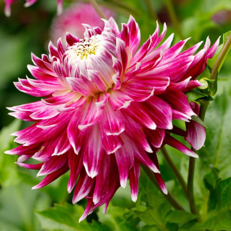 Side view of dinnerplate dahlia Vancouver, showing the flower's large size and vibrant cranberry-pink petals with white tips.