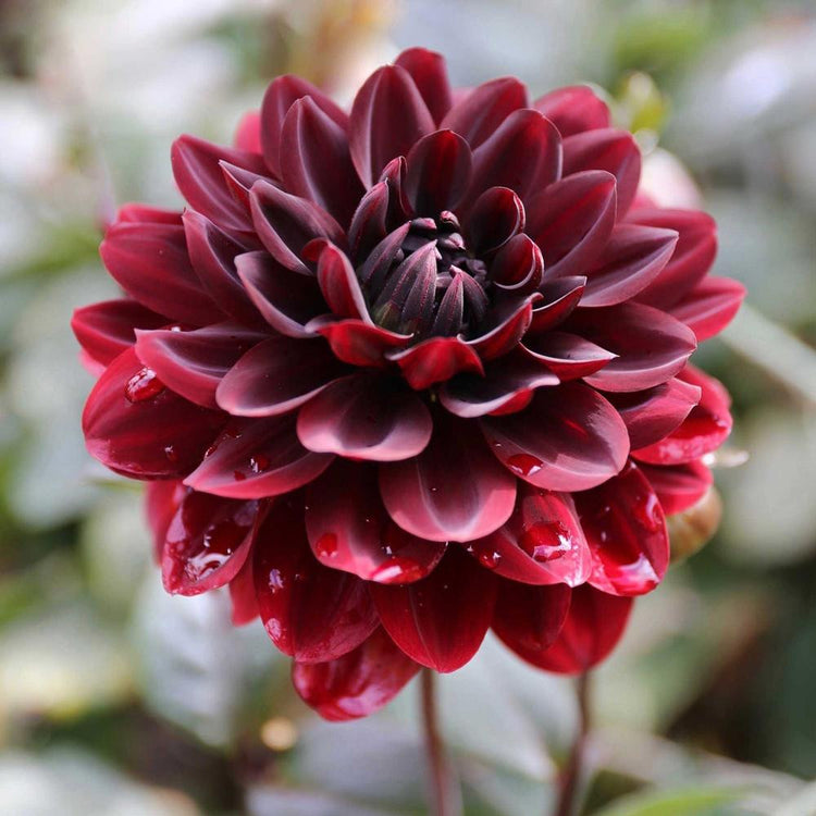 One blossom of dahlia Karma Choc with burgundy petals, a maroon center and dark, blue-black foliage.