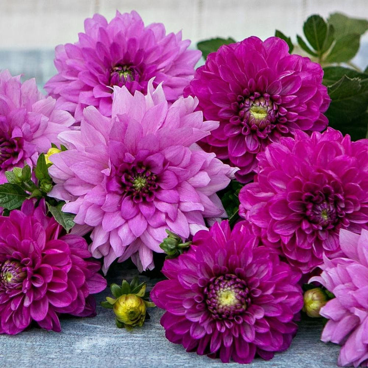 A bunch of cut dahlias lying on a grey wood table, featuring the violet purple flowers of Blue Boy and the raspberry pink blossoms of ball dahlia Cartouche.