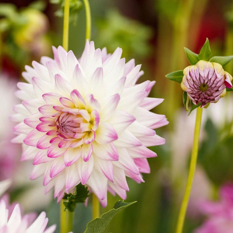 Cactus dahlia Jura, highlighting this variety's spiky, snow white flowers with violet pink tips.