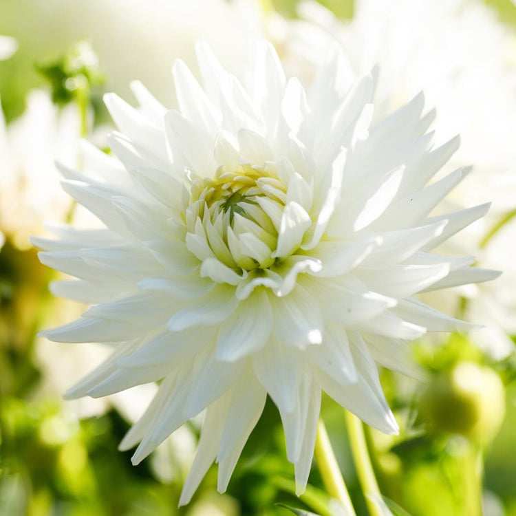The spiky, pure white cactus dahlia My Love on a sunny morning in a summer flower garden.