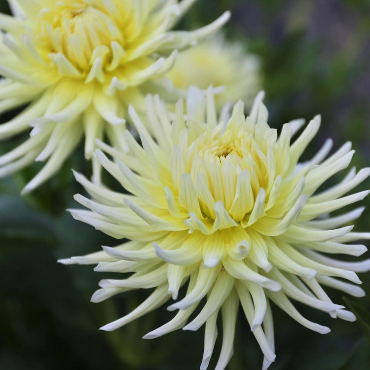 Two blossoms of the cactus dahlia Yellow Star, showing this variety's spidery quilled and twisted petals and lovely pale yellow and cream color.