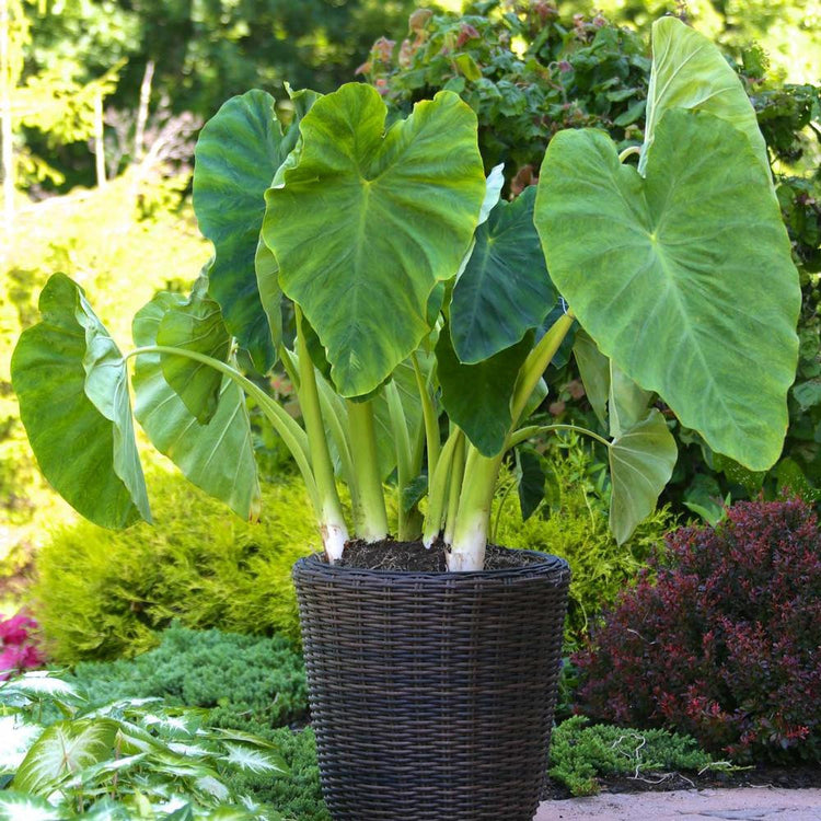 Tropical foliage plant elephant ears colocasia esculenta growing in a patio container.