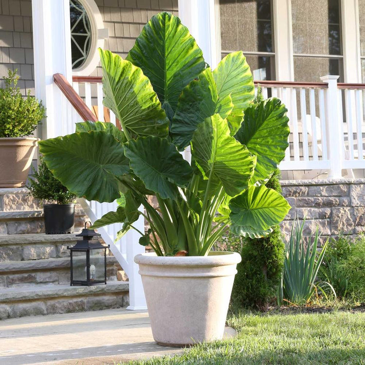 Alocasia odora macrorrhiza, upright elephant ears, growing in a large planter in front of a house.