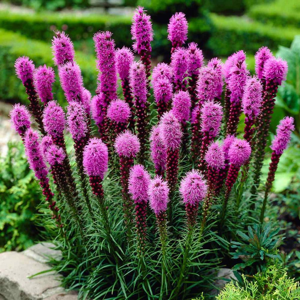 Liatris Spicata Blazing Star - 24 corms - Longfield Gardens