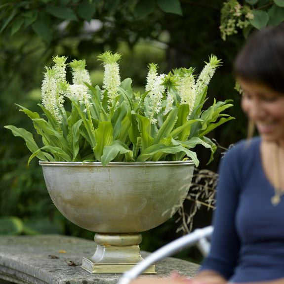 An urn filled with the white flowers of eucomis autumnalis, a pineapple lily with distinctive summer flowers.