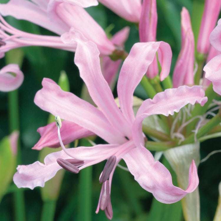 The pink flowers of Nerine bowdenii.