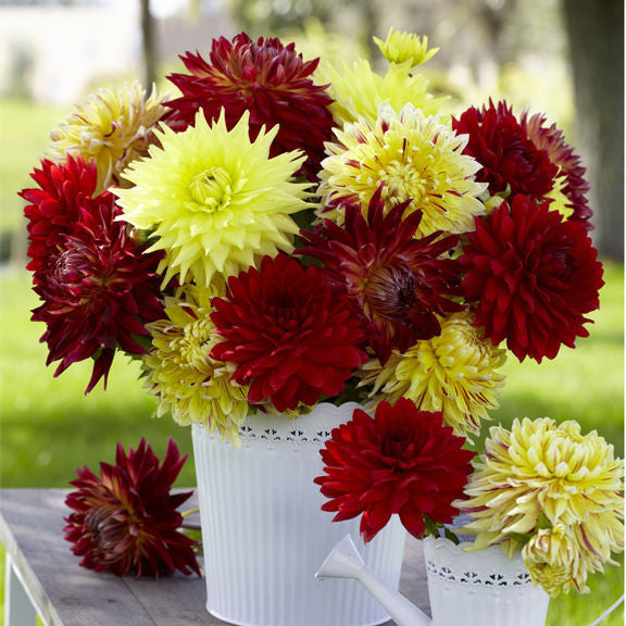 A bouquet of dinnerplate dahlias on an outdoor table, featuring Kelvin Floodlight with other red and yellow varieties.