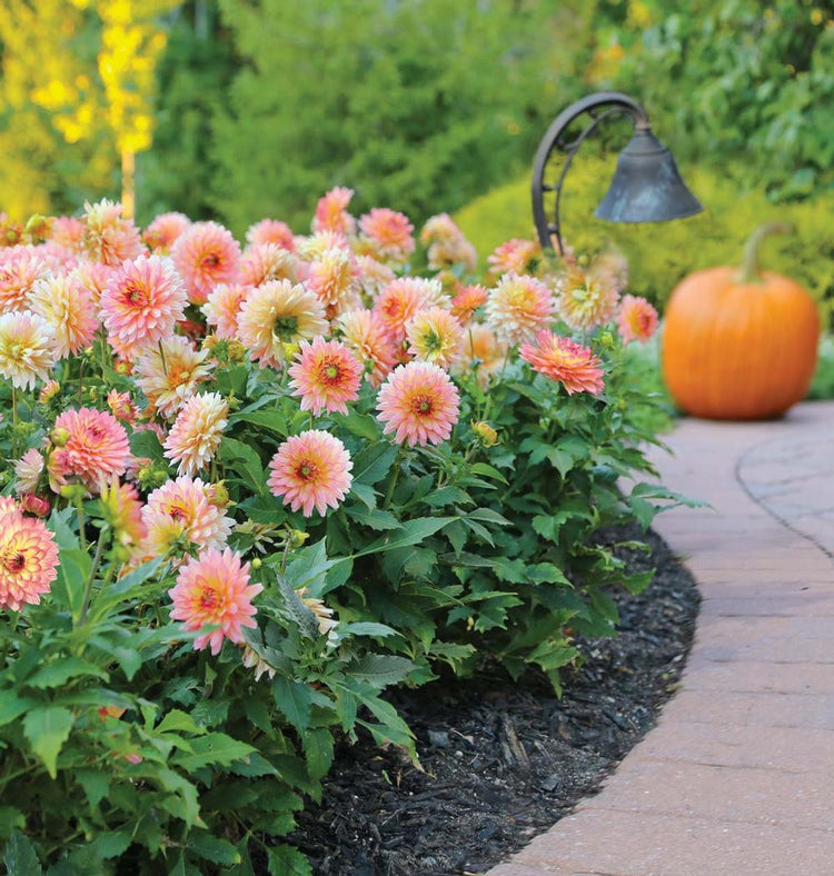 The peach and pale yellow border dahlia Gallery Pablo planted along a walkway, highlighting this variety's compact height and impressive flower production.