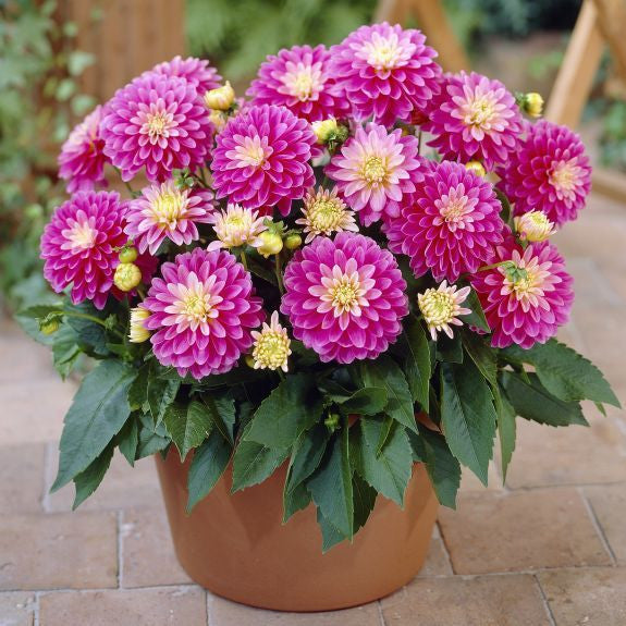 Dahlia Border Decorative Gallery Rembrandt