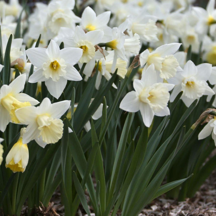 A mass planting of trumpet daffodil Mount Hood, showing how the white flowers open with pale yellow cups that gradually fade to white.
