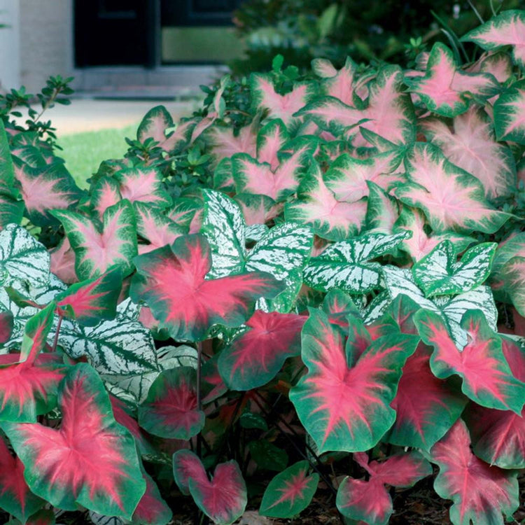An assortment of caladiums with decorative foliage, including the pink-leaved variety Kathleen.