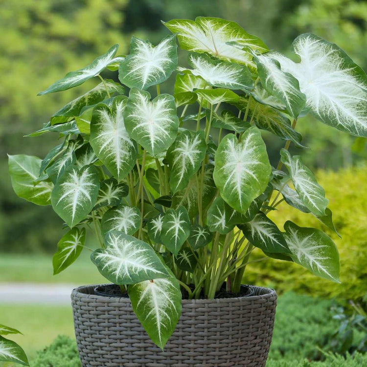 The shade and sun tolerant caladium Aaron displaying its arrow-shaped leaves with white centers.