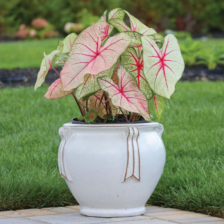 Sun tolerant caladium White Queen growing in a ceramic planter on a home patio.