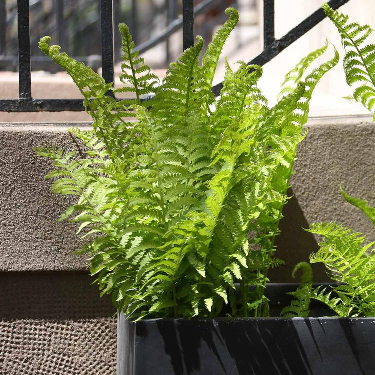 Fern Dryopteris marginalis Leatherwood
