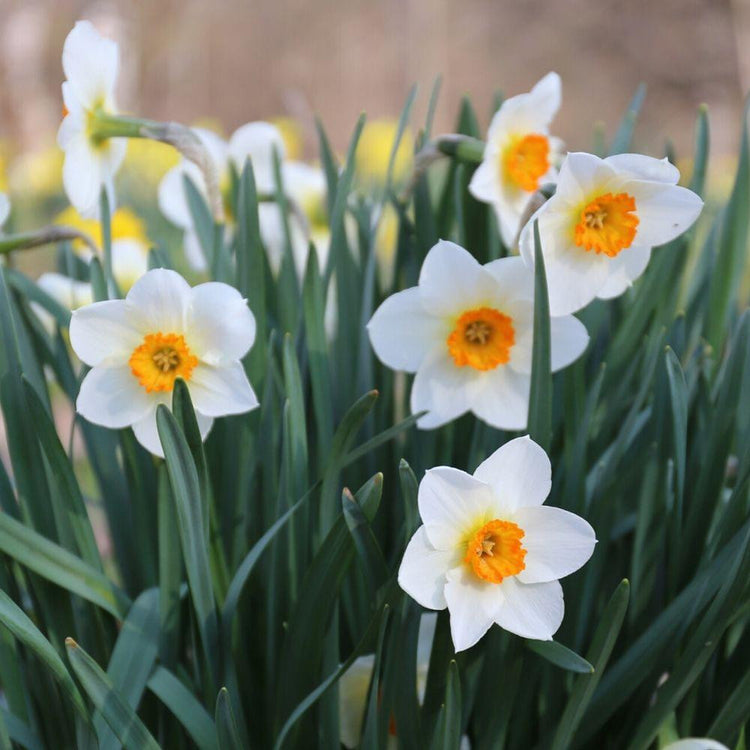 Daffodil Barrett Browning in a naturalized planting, with this heirloom variety's white flowers and bright orange cups catching the spring sunlight.