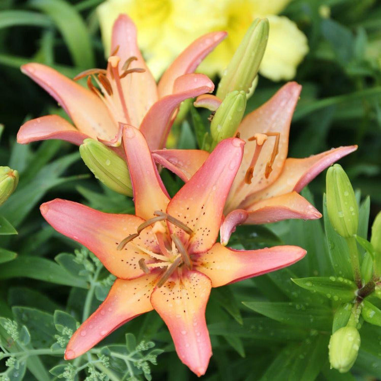 The flowers of Asiatic lily Royal Sunset that display a blend of warm hues including pale yellow, soft orange and rose.