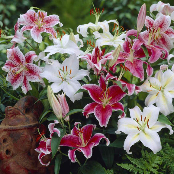 An Oriental lily mix with fragrant flowers blooming in a range of classic colors including white, deep pink and two-tone blends of pink and white.