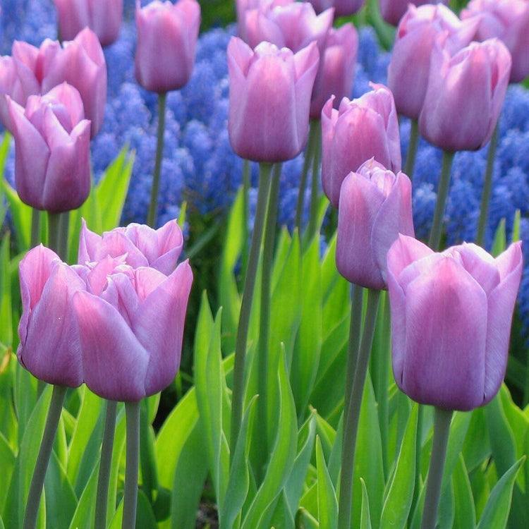 A group of Blue Beauty Triumph tulips in a spring garden with cobalt blue hyacinths in the distance.