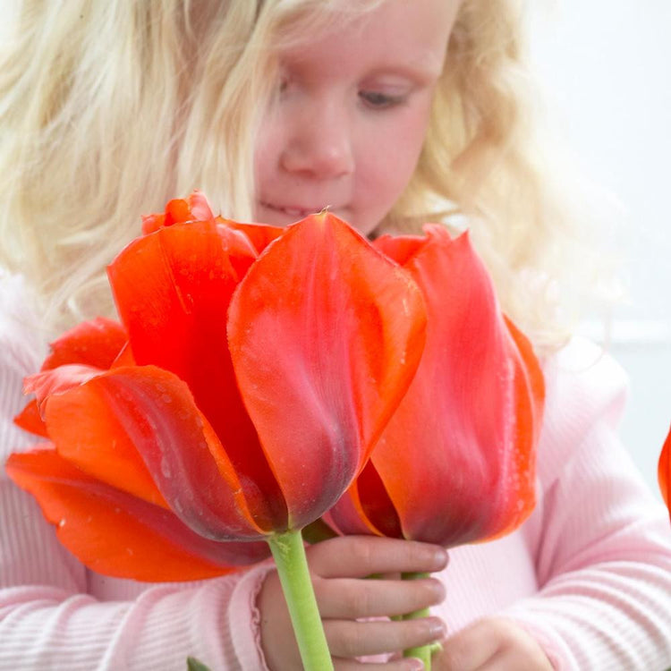 Tulip Greigii Casa Grande