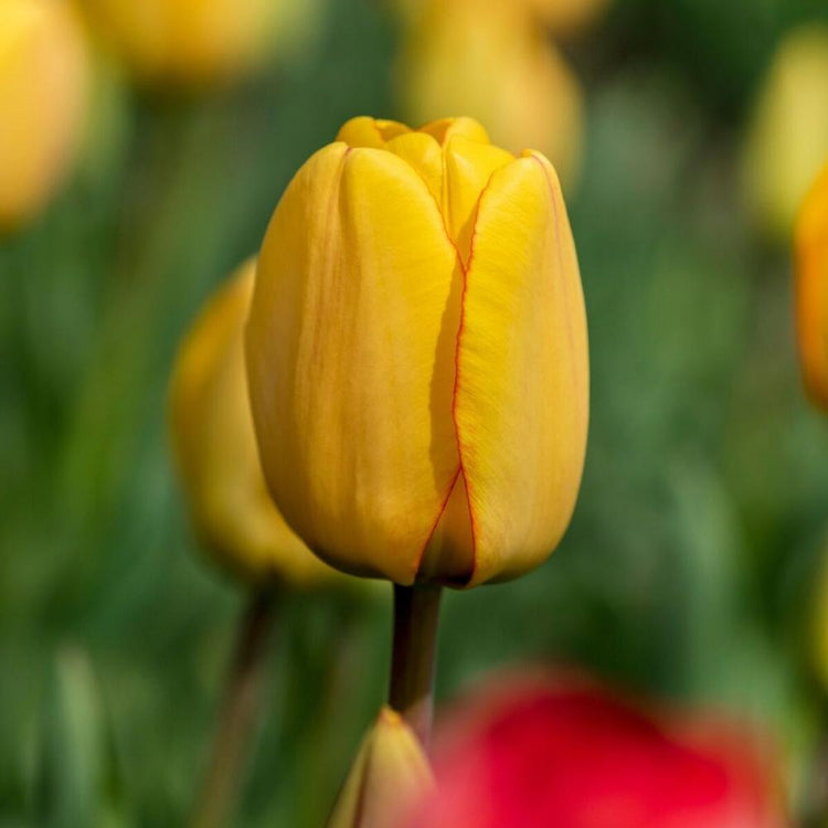 Single flower of Darwin hybrid tulip Golden Parade in garden setting showing yellow petals with fine red edges