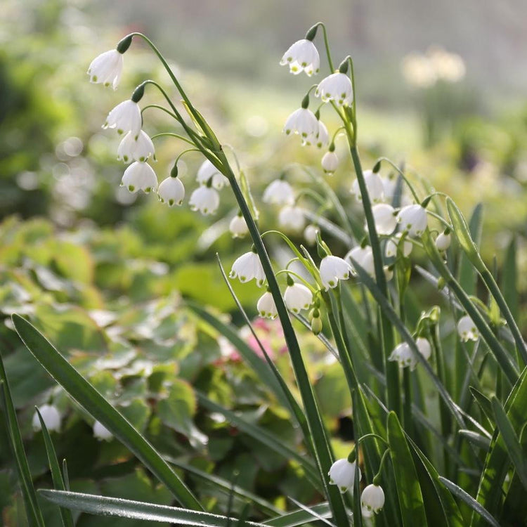 The white and green flowers of Leucojum Gravetye Giant blooming in a spring garden.