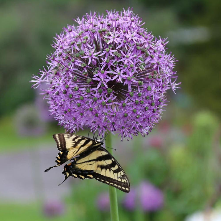 Allium Giant His Excellency