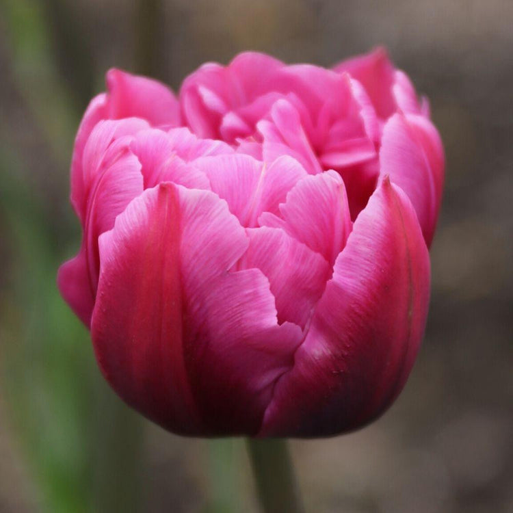 Single blossom of pink double early tulip Margarita showing darker pink outer petals.