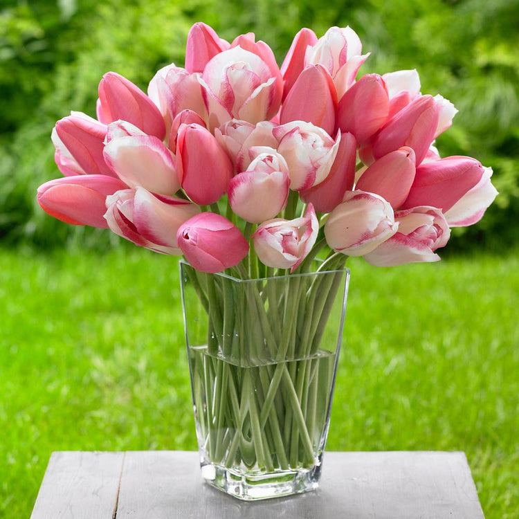A bouquet of single late tulips in a clear glass vase featuring coral pink tulip Menton paired with the white and pink tulip Camargue.