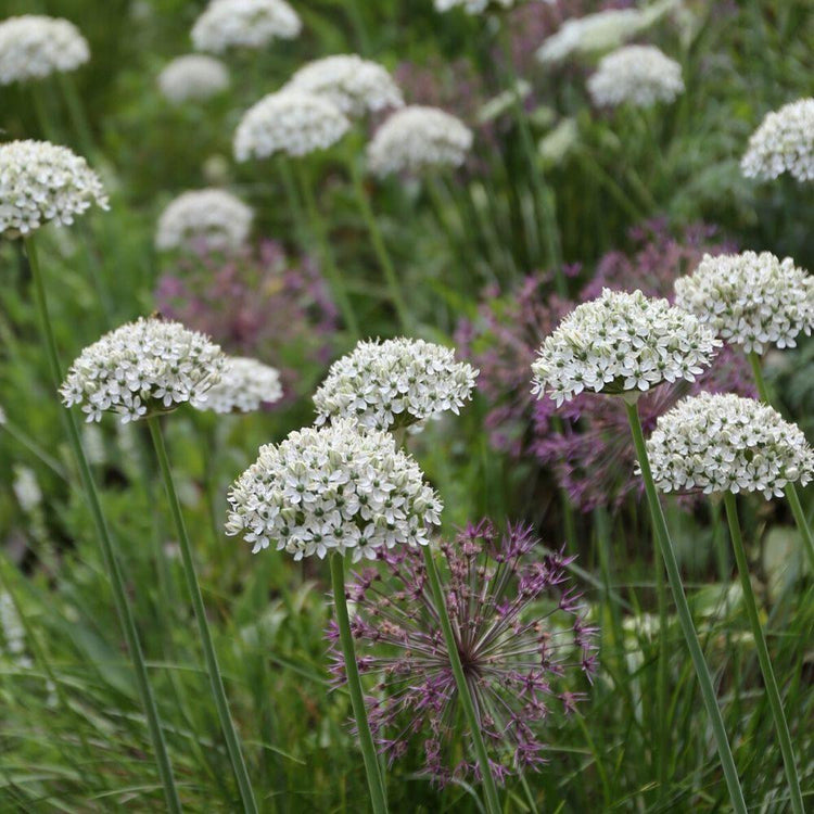 A large planting of white allium nigrum and maroon allium atropurpureum growing together in an early summer flower garden.