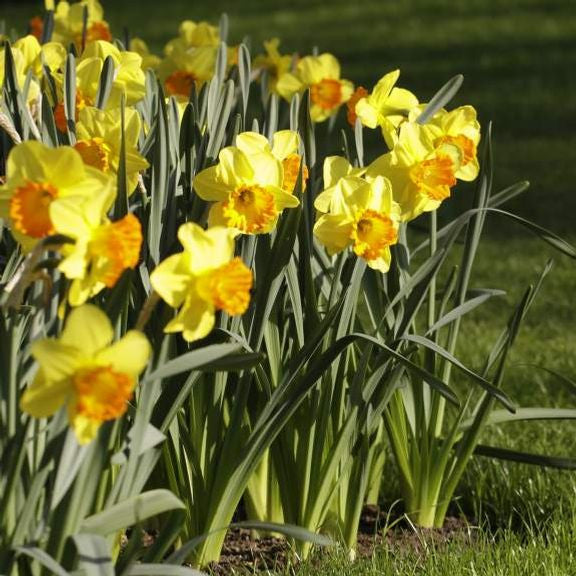 A group of the large cupped daffodil Orange Progress blooming in a garden on a sunny spring morning.