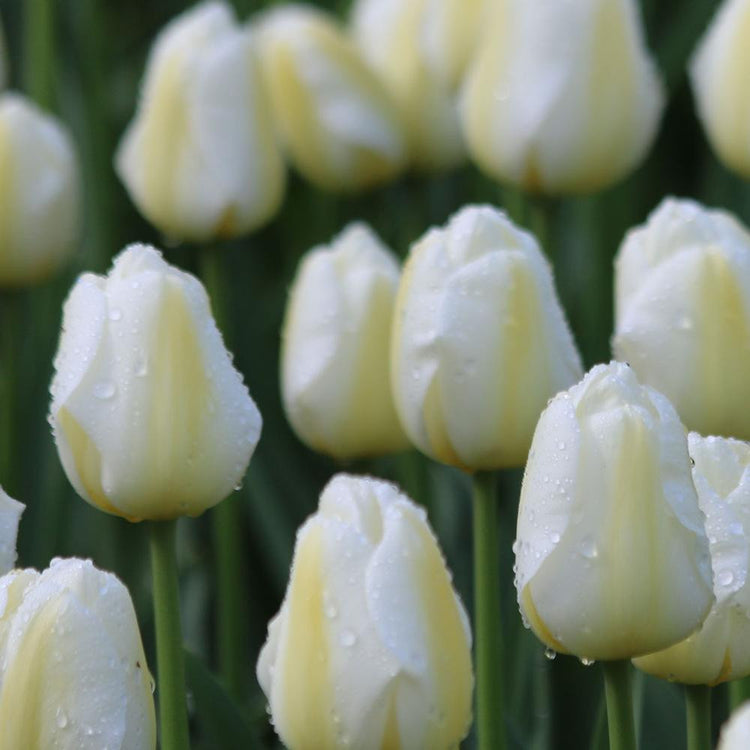 A bed of Pays Bas Triumph tulips after a rain shower, showing this variety's elegant white flowers with pale yellow markings.