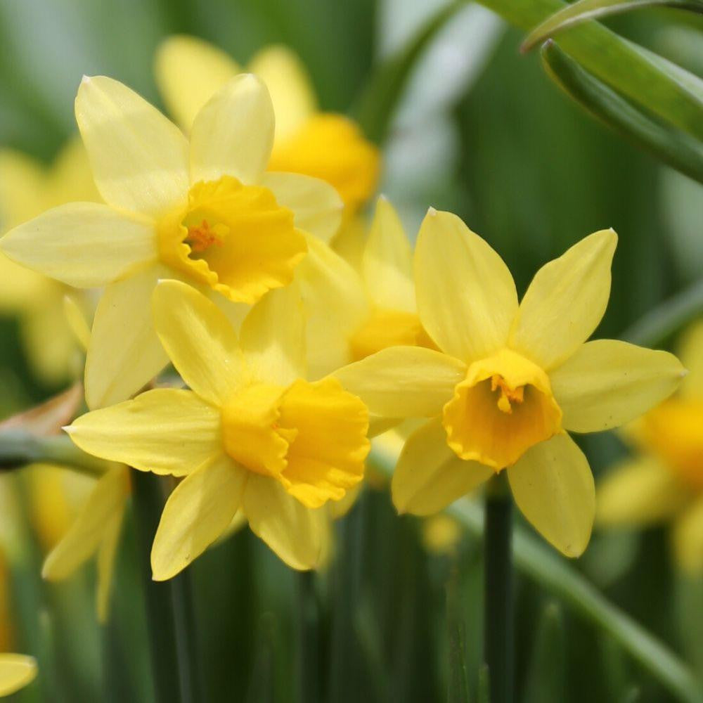 Daffodil Cyclamineus Tete a Tete - 20 bulbs - Longfield Gardens
