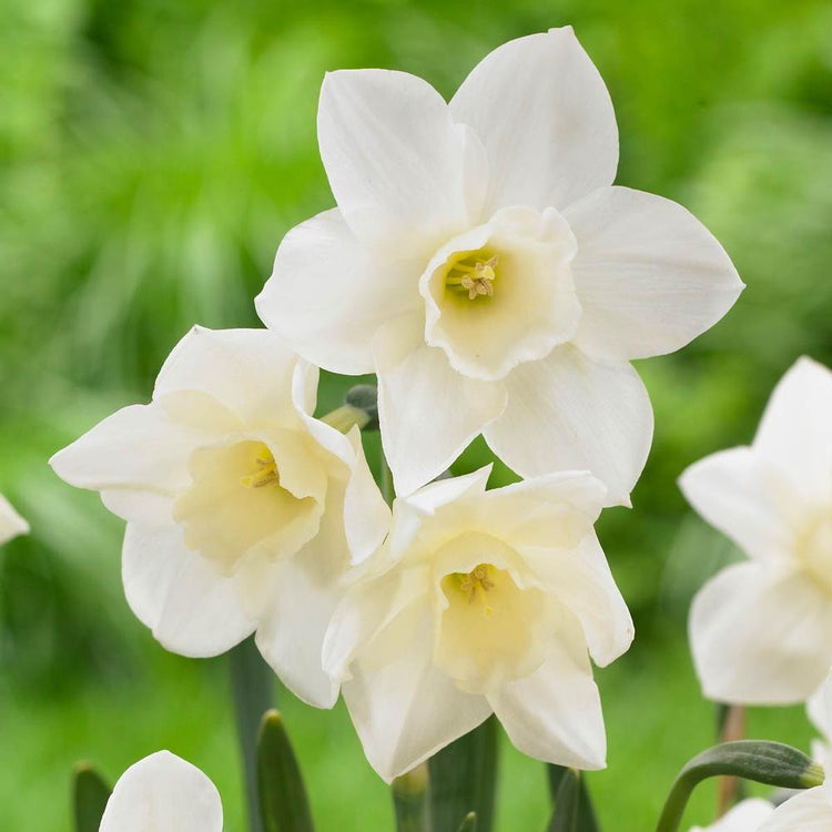 Daffodil Pueblo, showing one stem topped with a cluster of three fragrant white flowers with pale yellow cups.