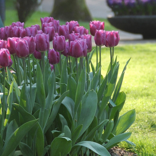 A spring flower bed filled with dozens of purple tulips, featuring the ever popular midseason Triumph tulip variety Purple Flag.