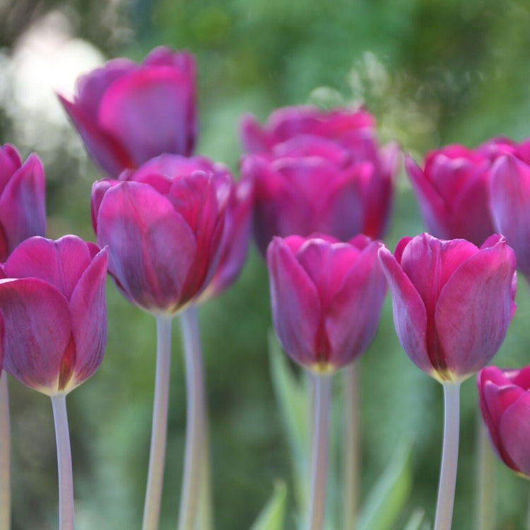 A group of beautiful burgundy and blue-violet tulips in a spring garden setting featuring Triumph tulip Purple Lady.
