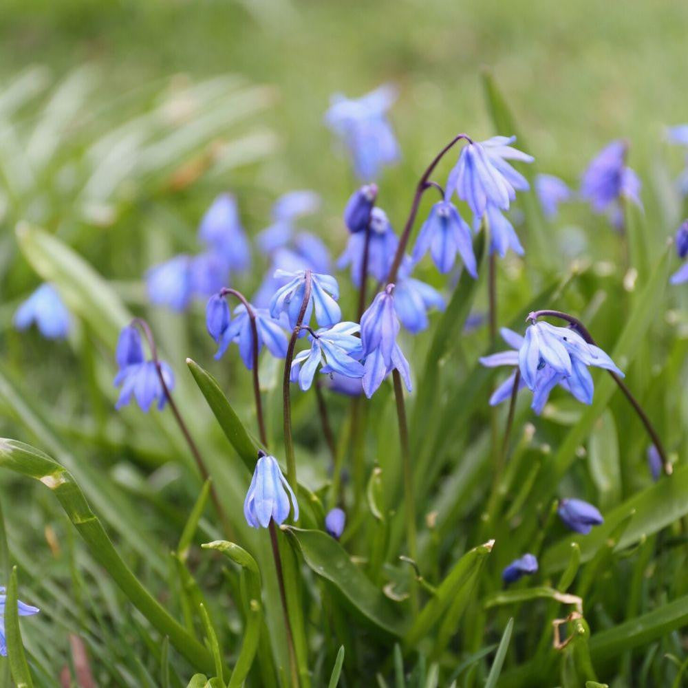 blue lily flower bulbs Scilla Siberica Blue - 25 bulbs