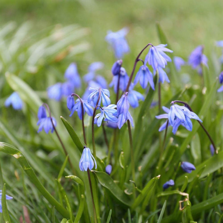 A clump of naturalized blue scilla siberica blooming in a lawn.