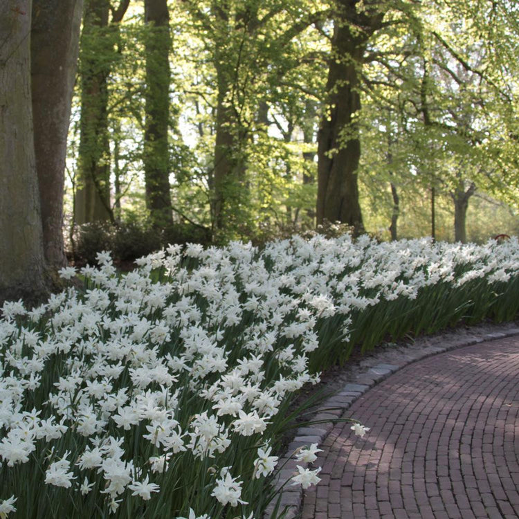 A mass planting Thalia daffodils in a wooded setting, showing how this variety's graceful white flowers light up a partially shaded garden.