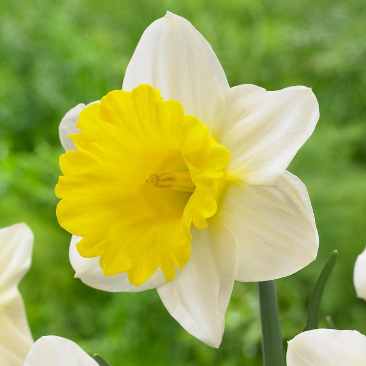 A single blossom of trumpet daffodil Goblet, showing this variety's white petals and extra large, widely flared yellow trumpet.
