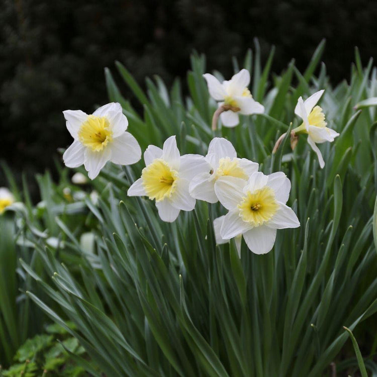 Early blooming daffodil Ice Follies growing in a perennial garden, showing multiple flowers with white petals and large, lemon yellow cups.