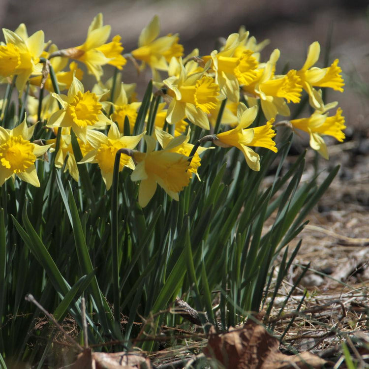 Side view of a large number of early blooming, golden yellow trumpet daffodils, featuring the heirloom variety Rijnveld's Early Sensation.