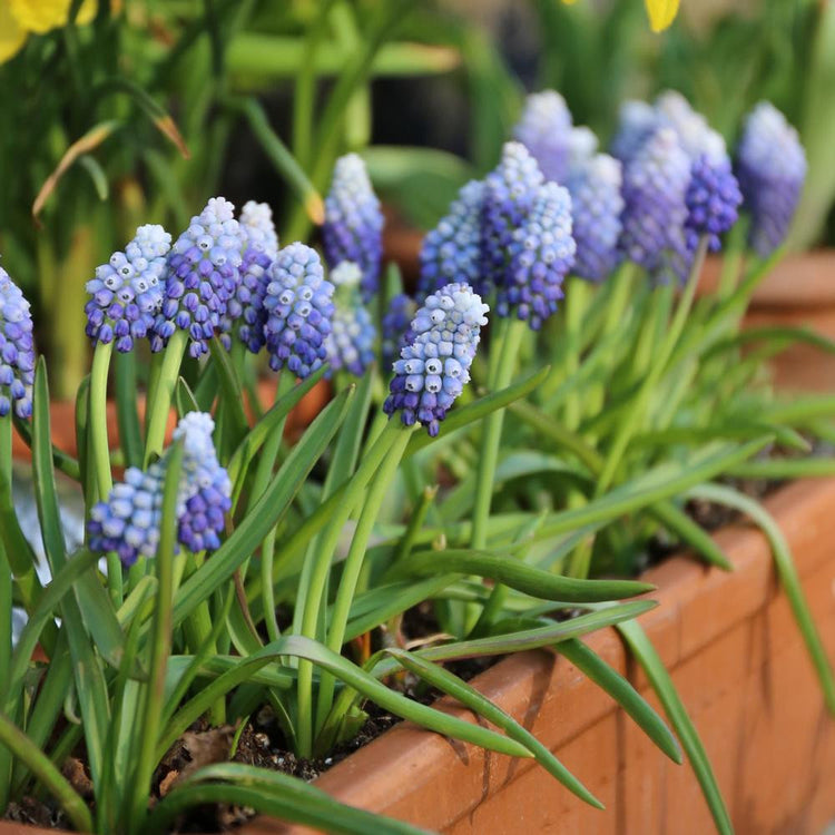 A container planting of Muscari Ocean magic, showing the light blue and dark blue flowers blooming on a sunny spring morning.