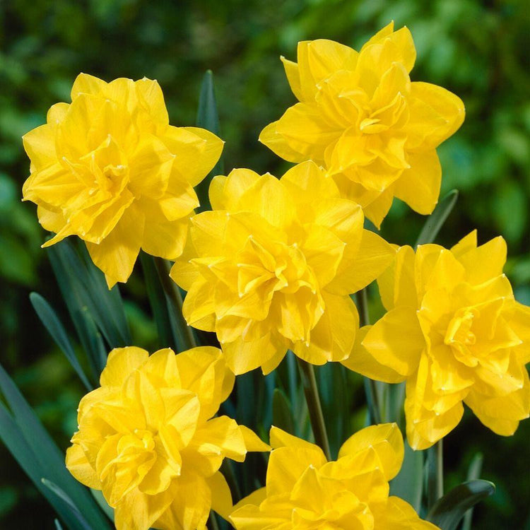 Multiple blossoms of double daffodil Golden Ducat, showing this deep yellow narcissus variety's large flowers with many layers of petals.