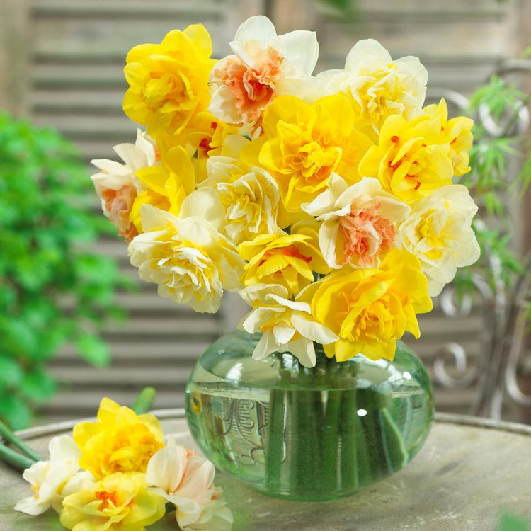 A bouquet of assorted double daffodils in a clear glass vase, showing varieties with petals that are combinations of white, cream, yellow and orange.