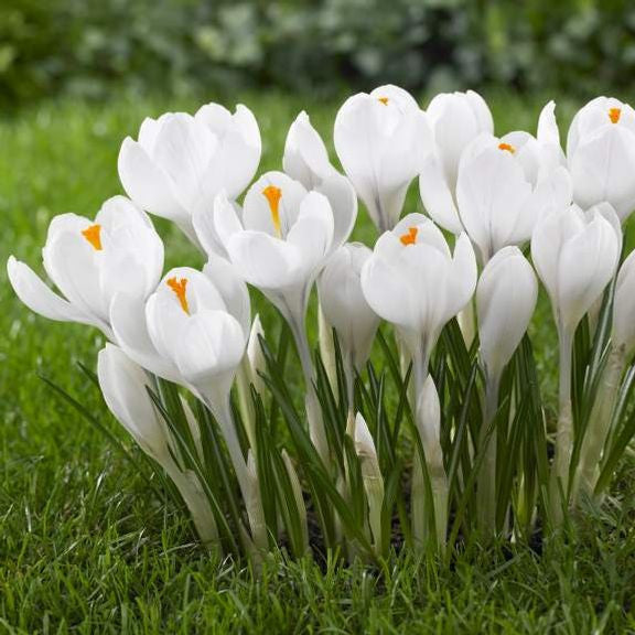 A generous planting of early-blooming crocus in a spring garden, featuring the all-white flowers of Jeanne d'Arc.
