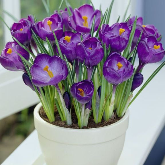 The purple flowers of crocus Remembrance, blooming on a windowsill in a small white ceramic pot.